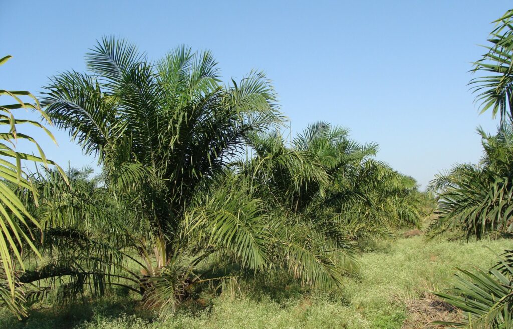 właściwości oleju palmowego