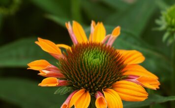 rudbekia