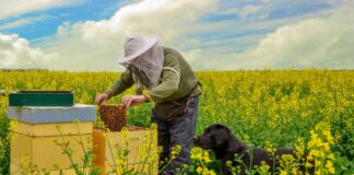 miod rzepakowy na co