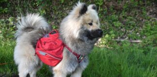 Jakie nosidełko dziecka Niesiedzącego?