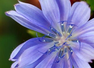 Jaki zamiennik chipsów?