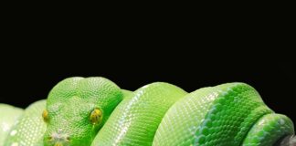 Co jest lepsze Python czy Java?