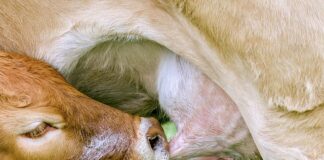 Jaki smoczek dla noworodka 0+?