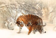 Co należy do obowiązków matki chrzestnej?